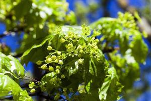 flower green maple photo