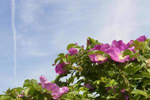 pink flowers of rose photo