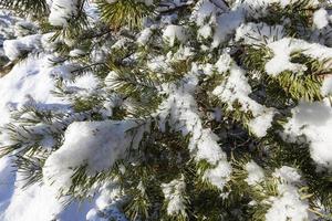 Pine forest under the snow photo