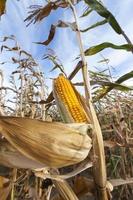 yellowed ripe corn photo