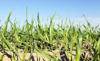 Field with cereal photo