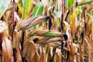 mature corn crop photo