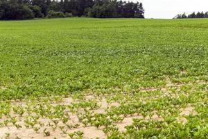 Field with sugar beet photo