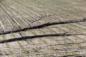 cracked earth in the field photo