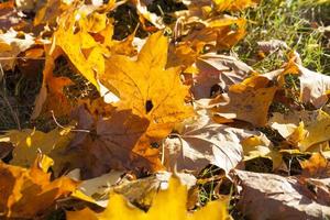 leaves in autumn park photo