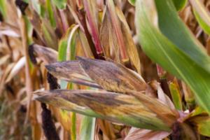 mature corn crop photo