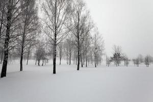 trees in winter photo