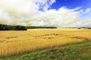 Agricultural field . cereals photo