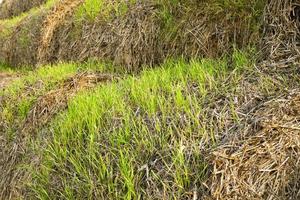 the sprouted wheat photo