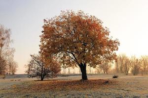 otoño a invierno foto