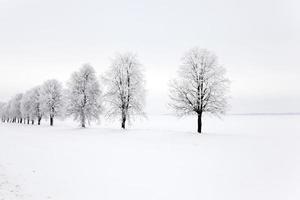 trees in the park photo