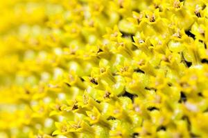 yellow flower sunflower photo