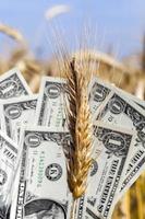 dollar banknote on wheat ear photo