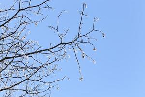 Frost in the trees photo