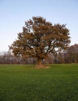 Oak autumn . agricultural field photo