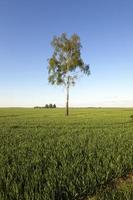 tree in the field photo