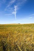 ripened cereals . field photo