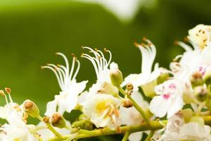 blooming chestnut . close-up photo