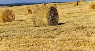 Stack of straw photo