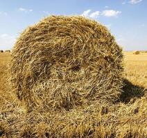 haystacks straw . summer photo