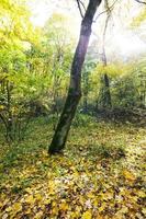 the autumn wood photo