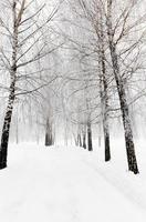 árboles de invierno. fotografiado foto