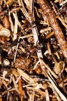 ant hill . close up photo