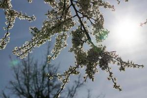 blooming beautiful fruit trees photo