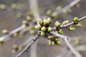 buds of trees photo