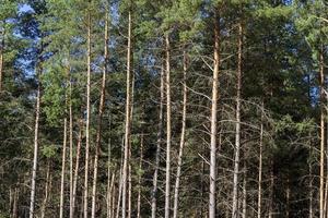 pine trees in the forest photo