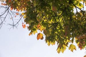 maple leaves to large scale leaf fall photo