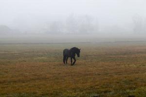 horse in the fog photo