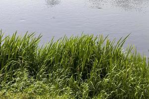 beautiful green grass photo