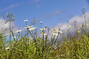 chamomile in the field photo