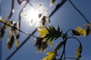 branches of oak photo