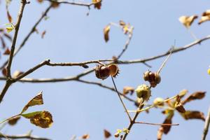 chestnut on branch photo