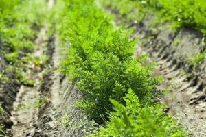 Field with carrot photo