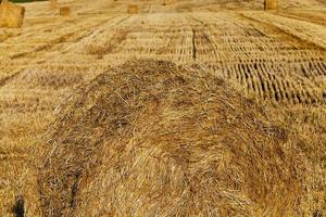 straw stack. after wheat photo