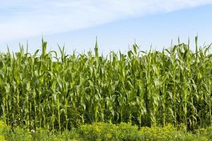 edge of cornfield photo