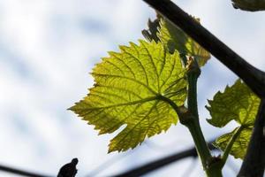 Grape leaves, close up photo