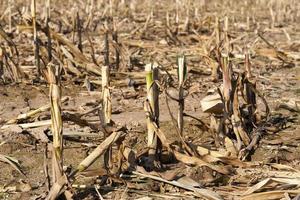 maize plants, close up photo