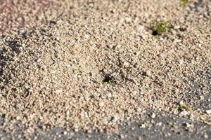 Small anthill, close up photo