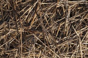 dry grass, close up photo