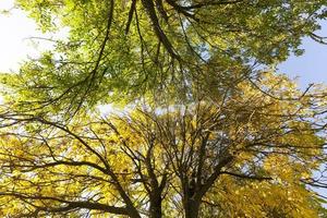 hojas verdes y amarillas, otoño foto