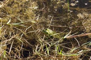 masked green frog photo