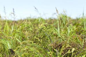 green millet, close up photo