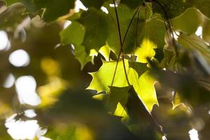 maple tree, close up photo