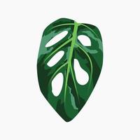 Monstera adansonii vector illustration.