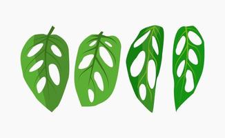 Monstera adansonii vector illustration in many form and shape.