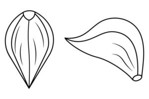 Garlic. A clove of garlic in the husk, side and top view. Sketch. Vegetable culture contains vitamin C. Set of vector illustrations. Spicy spice for cooking. Outline on isolated background.